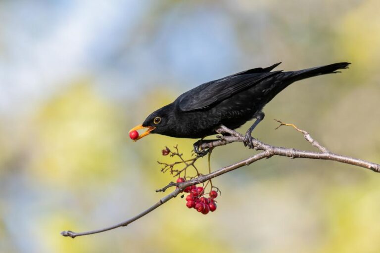 9 - Stonechat Feeding- Ann Francis - Cork Camera Group
