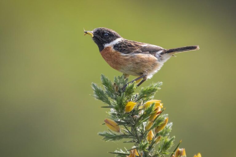 9 - Stonechat Feeding- Ann Francis - Cork Camera Group