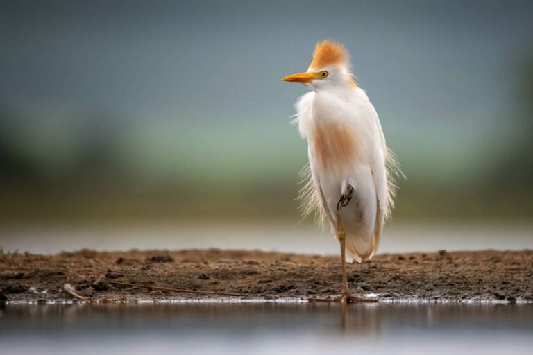 Cattle Egret- Paul Madigan - Blackwater PS