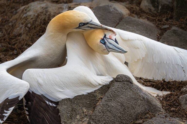Duelling Gannets - Mary Greene - St.Brigids