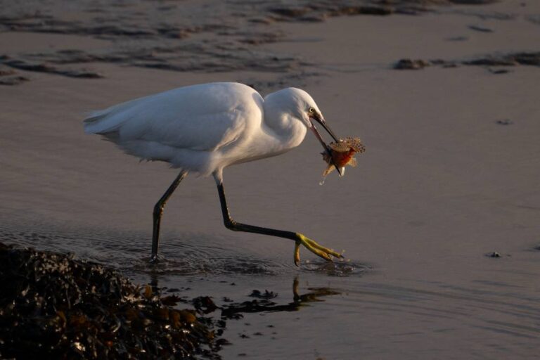 Egret and Scorpion Fish - Dan Ryan - Kilkenny PS