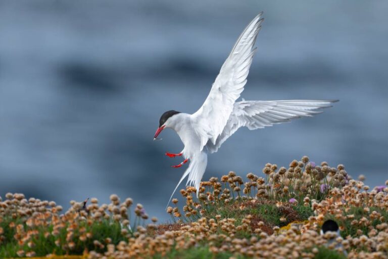 Feeding Tern - Mary Twomey - Malahide CC