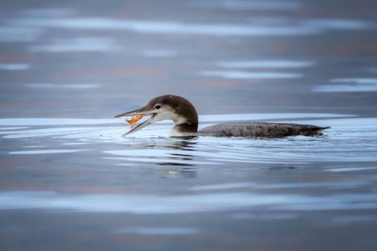 Great Northern Diver with crab - Suzanne Behan - Kilkenny PS