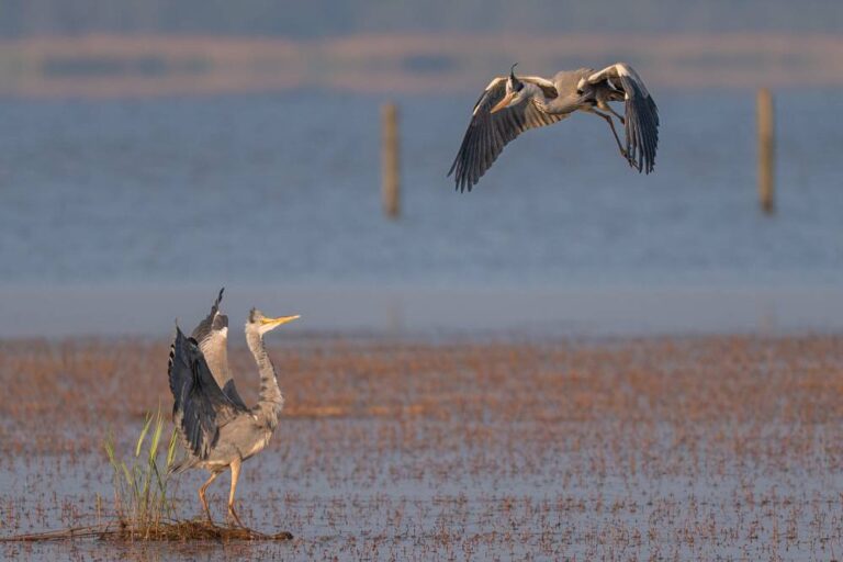 Heron Pair - Brenda Sheridan - Tallaght PS