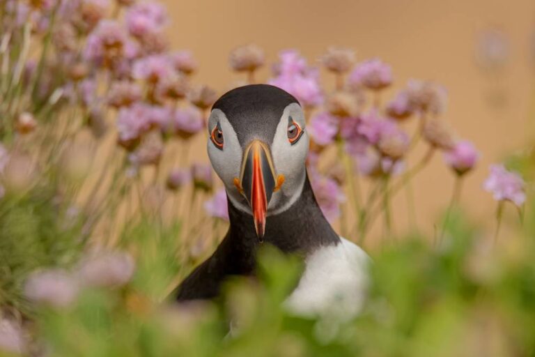 Puffin Colours - Kieran O’Mahoney - Blackwater PS